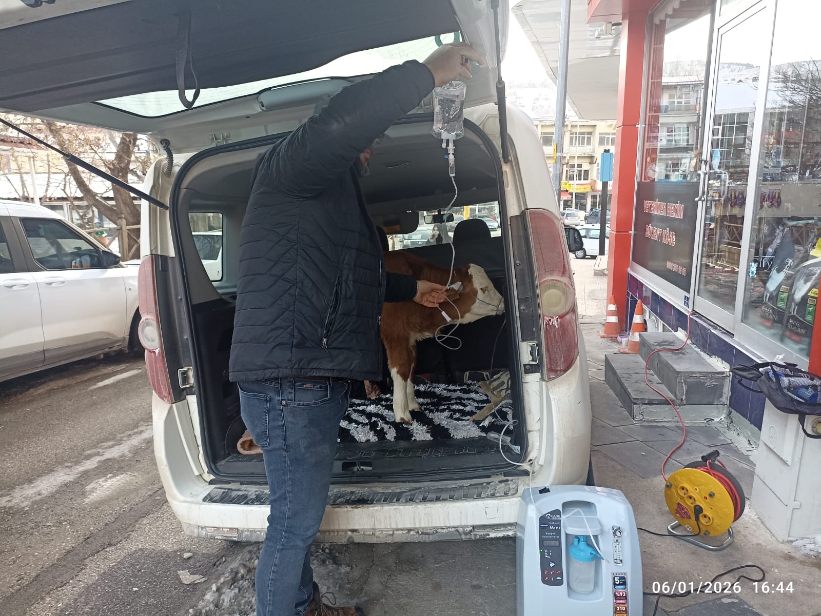 DUMANDAN ZEHİRLENEN 6 GÜNLÜK BUZAĞIYA BAGAJDA HAYAT KURTARAN MÜDAHALE