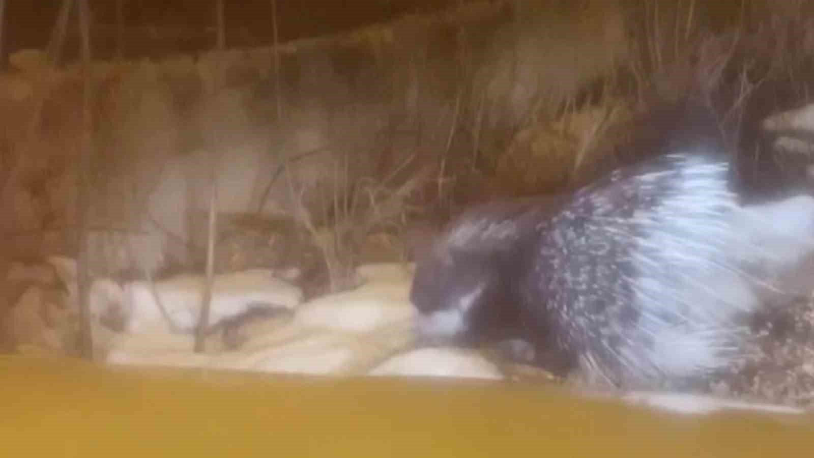 Afrika’nın Oklu Kirpisi Gürün’de Ortaya Çıktı