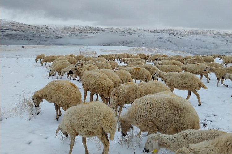 BU YIL KIŞ ERKEN GELDİ