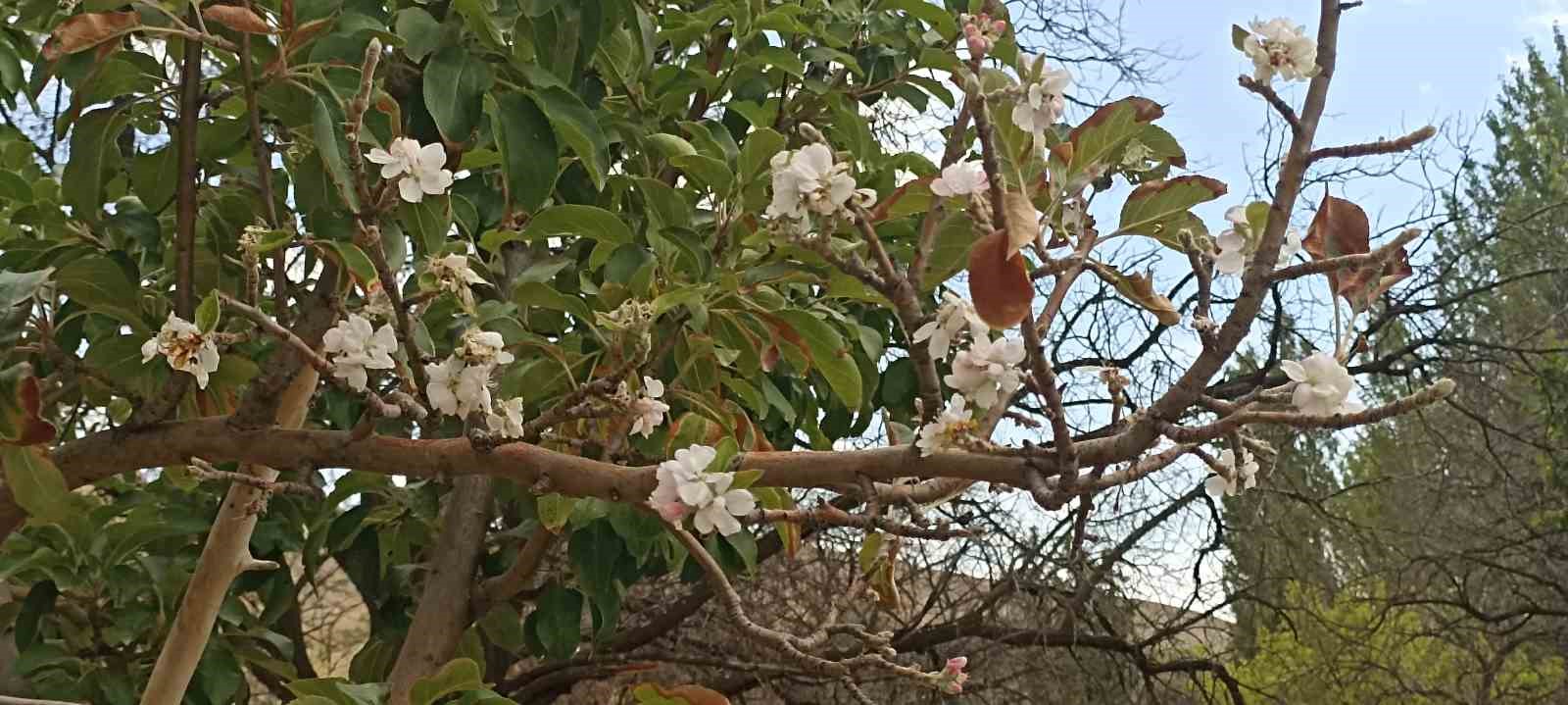 Gürün’de Eylül Ayında Elma Ağacında Çiçek Açtı